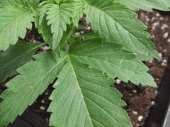 plante n°1