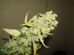xgallery 741085 2095 540762.jpg.pagespeed.ic.K i2JUJHvx