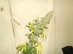 xgallery 741085 2095 752701.jpg.pagespeed.ic.qQYeOU WJ8