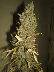 xgallery 741085 2095 517569.jpg.pagespeed.ic.gbwgahG8IR
