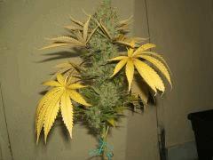 gallery 741085 2095 551218