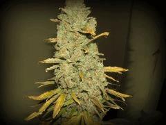 xgallery 741085 739 664506.jpg.pagespeed.ic.FCwkbk2L0L