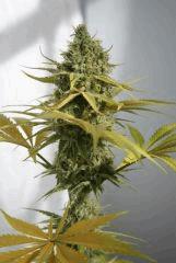 phéno "sativa"