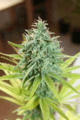 phéno "sativa"