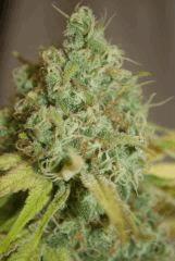 phéno "indica"