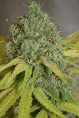 phéno "indica"