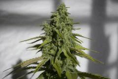 phéno "sativa"