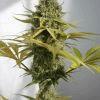 phéno "sativa"