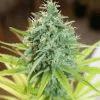 phéno "sativa"