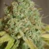 phéno "indica"
