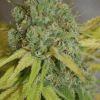 phéno "indica"