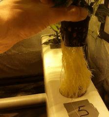 roots   Copie