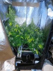 F+53