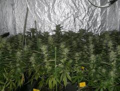 C+40 F+58