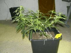 C+40 F+7 NYCD #6