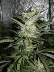 C40 F+63