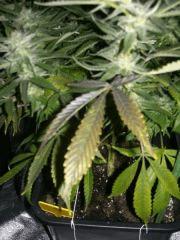 C+40 F+58