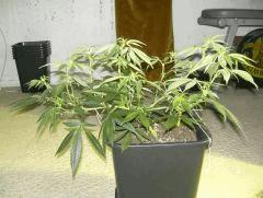 C+40 F+7 NYCD #4
