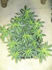 C+40 F+7 NYCD #3