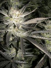 C+40 F+78