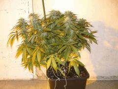 C+40 F+46 NYCD #7