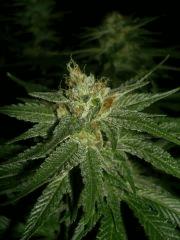 C+40 F+58