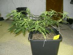 C+40 F+7 NYCD #8