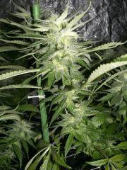 C+40 F+54