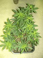 C+40 F+7 NYCD #1