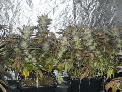 C+40 F+82