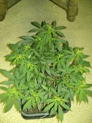 C+40 F+7 NYCD #9