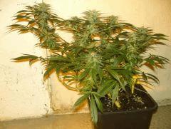 C+40 F+46 NYCD #1