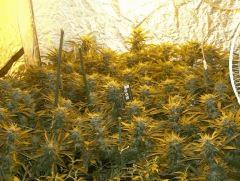C+40 F+61