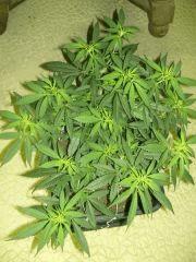 C+40 F+7 NYCD #10