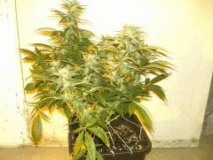 C+40 F+46 NYCD #6