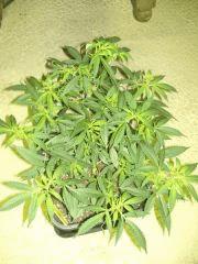 C+40 F+7 NYCD #6