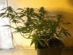 C+40 F+30 NYCD #1