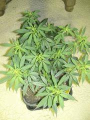 C+40 F+7 NYCD #7