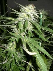 C+40 F+54