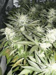 C+40 F+58