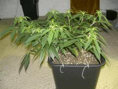 C+40 F+7 NYCD #9