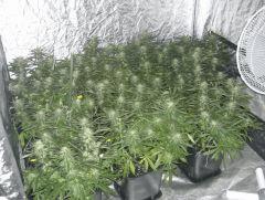 C+40 F+54