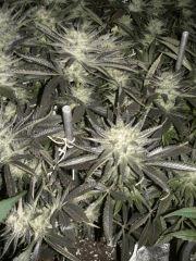 C+40 F+78