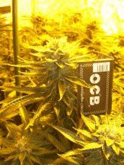 C+40 F+61
