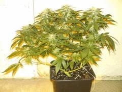 CIMG236C+40 F+46 NYCD #4