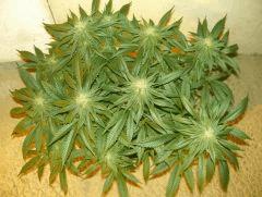C+40 F+46 NYCD #4
