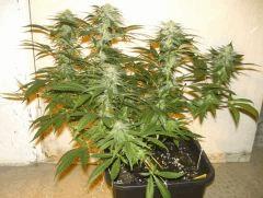 C+40 F+46 NYCD #8