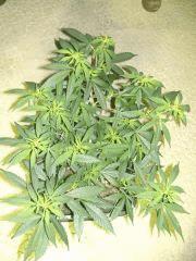 C+40 F+7 NYCD #2