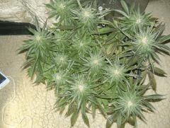 C40 F+63 NYCD #9