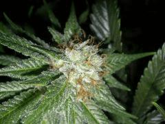 C+40 F+58